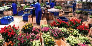 An Amazonian Trade Strategy for Africa