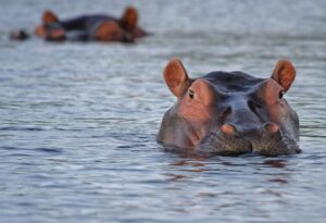 Letting the hippo out of the water: A surge in African giving