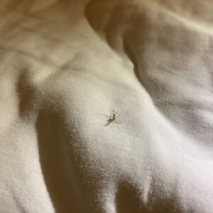 How can Africa’s private sector contribute to ending malaria in Africa?