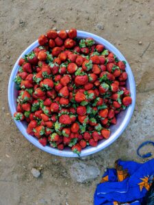The strawberry and the street trader: chasing the missing corridors of African ingenuity